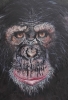 Chimp