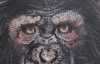 Chimp