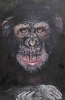 Chimp