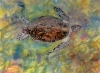' Liquid Light ' Hawksbill Turtle of Aldabra