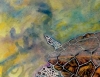 ' Liquid Light ' Hawksbill Turtle of Aldabra
