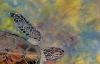 ' Liquid Light ' Hawksbill Turtle of Aldabra