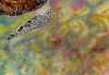 ' Liquid Light ' Hawksbill Turtle of Aldabra