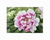 PERFECT PEONY 