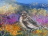 Female Blackbird on Dartmoor