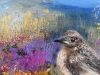Female Blackbird on Dartmoor