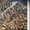 TIRED STARLINGS IN BLACK ROOF COUNTRY...1