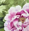 PERFECT PEONY 