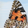 Nectar and Wings