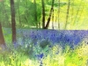 Misty Spring Woodland with Bluebells