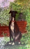 Greyhound in the garden