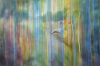 Kingfishers over the River Ouse 