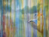 Kingfishers over the River Ouse 