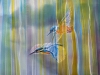 Kingfishers over the River Ouse 