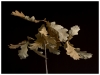 Oak Leaves