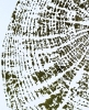 Tree Rings #1 (Green)