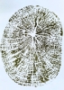 Tree Rings #1 (Green)