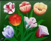 Tulips