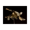 Oak Leaves