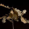 Oak Leaves