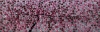 Large Pink Cherry Blossom Tree Painting – Forever Spring