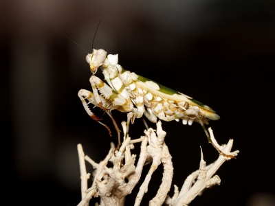 Pseudocreobotra Wahlbergii — 60 × 40 cm