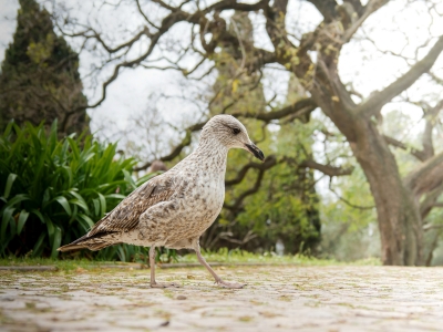 Larus Fuscus — Lisbonne