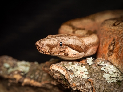Boa Constrictor — 20251115-2025-11-15 — 60 × 40 cm