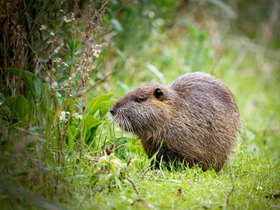 Myocastor Coypus — 20251201 — 60 × 40 cm