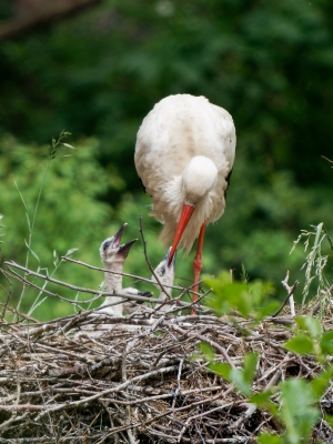 Ciconia Ciconia — 20250518 — 50 × 70 cm