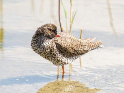 Tringa Totanus — 20250518 — 40 × 30 cm