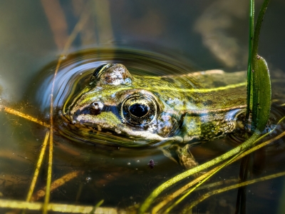 Water Frog in Mézières-en-Brenne — 40 × 30 cm