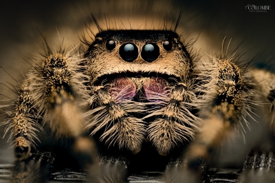20250124,25 Cercei Phidippus Regius Dos Gardenas — 40 × 30 cm