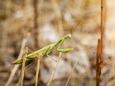 European Praying Mantis in Cheny — 40 × 30 cm