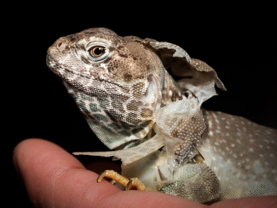 Crotaphytus Collaris — 20251115-2025-11-15 — 70 × 50 cm