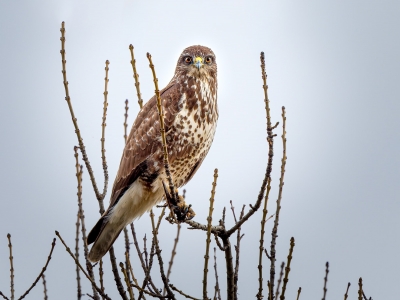 Common Buzzard in 20251204 — 70 × 50 cm