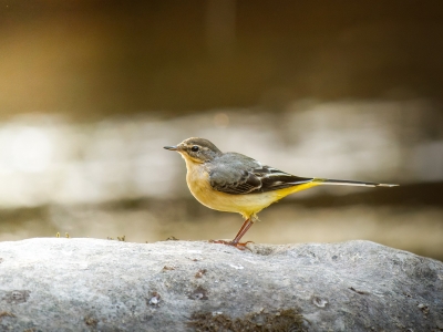 Motacilla Cinerea — Les Planches-en-Montagne — 60 × 40 cm