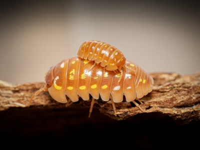 Armandillidium Frontetriangulum Corfu Orange — 40 × 30 cm