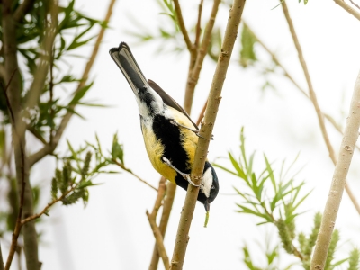 Parus Major — Congis-sur-Thérouanne 