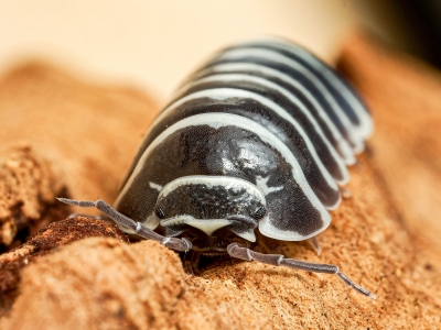 Armadillidium Granulatum Zebra — 70 × 50 cm