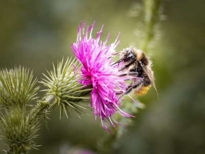 Bombus Lapidarius — 20250722 — 60 × 40 cm