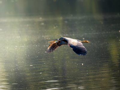 Ardea Purpurea — Mézières-en-Brenne — 40 × 30 cm