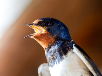 Hirundo Rustica — Rosnay — 70 × 50 cm