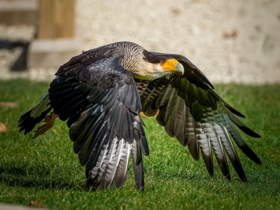 Caracara Plancus — 20251014 — 40 × 30 cm