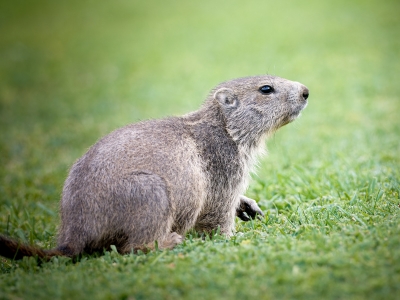 Marmota Marmota — 20250811 — 40 × 30 cm