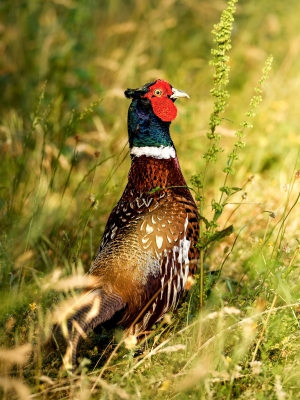 Phasianus Colchicus — Rosnay — 40 × 60 cm