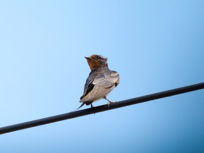 Hirundo Rustica — Cheny — 60 × 40 cm