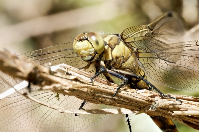 Black-tailed Skimmer in 20250516 — 40 × 30 cm