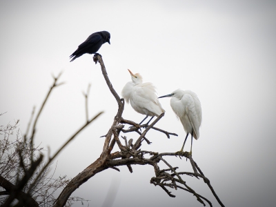 Ardea Ibis — 20251201 — 40 × 30 cm