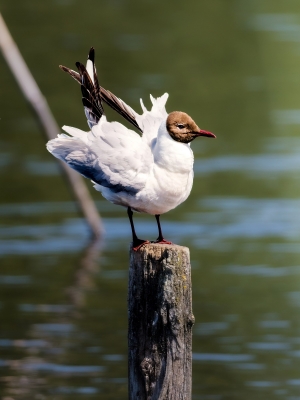 Chroicocephalus Ridibundus — Mézières-en-Brenne — 50 × 70 cm